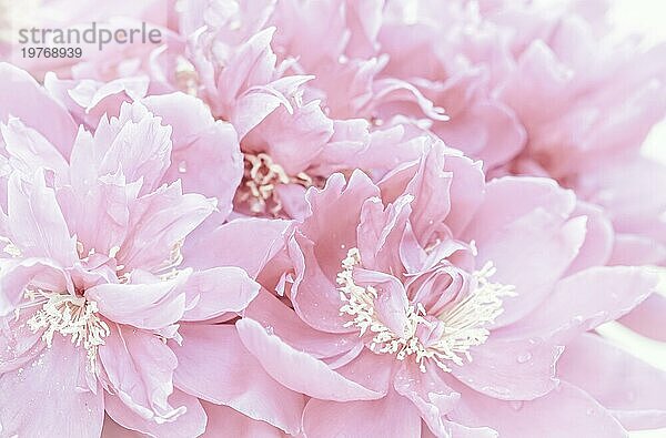 Botanisches Konzept  Einladungskarte  Weichzeichner  abstrakter floraler Hintergrund  blassrosa Pfingstrosenblütenblätter. Makro Blumen Kulisse für Urlaub Marke Design