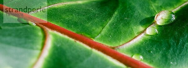 Abstrakter grüner Hintergrund. Makro Croton Pflanze Blatt mit Wassertropfen. Natürlicher Hintergrund für Markendesign