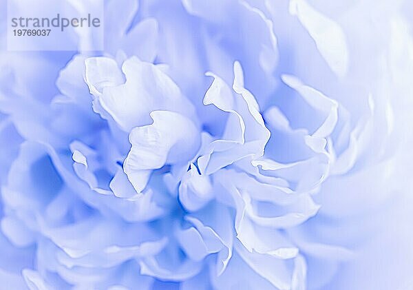 Botanisches Konzept  Einladungskarte  Weichzeichner  abstrakter floraler Hintergrund  blassblaue Pfingstrosenblütenblätter. Makro Blumen Kulisse für Urlaub Marke Design