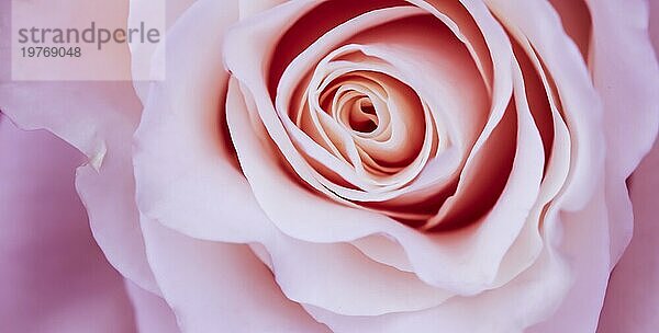 Botanisches Konzept  Einladungskarte  Weichzeichner  abstrakter floraler Hintergrund  rosa Rosenblüte. Makro Blumen Kulisse für Urlaub Marke Design