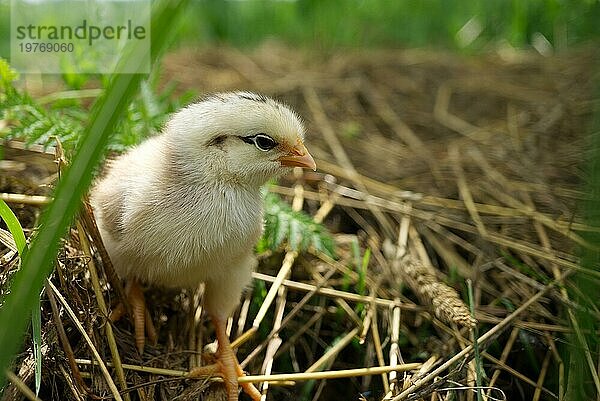 Niedliches Küken in Bodennähe in Grün und Gras im Freien auf einem Feld oder in einem Garten mit selektivem Fokus