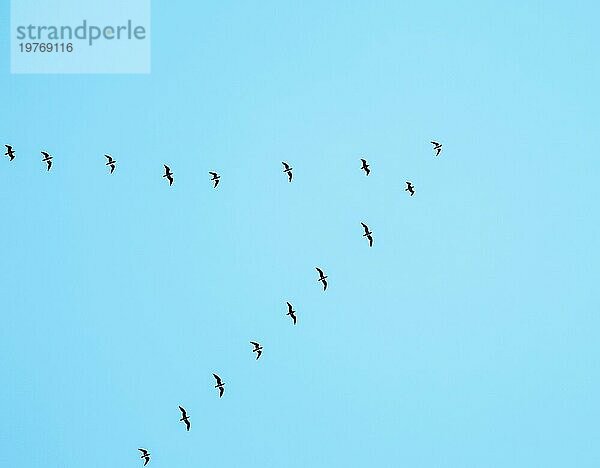 Ein Schwarm Wildvögel fliegt in einem Keil gegen den blaün Himmel. Das Konzept des Vogelzuges