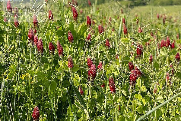 Landwirtschaftliches Feld mit blühendem Steinklee (Trifolium incarnatum) im Frühjahr. Selektiver Fokus