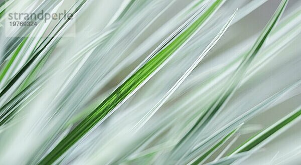 Grün und weiß gestreiftes Ziergras. Arrhenatherum elatius bulbosum variegatum. Weichzeichner. Natürlicher Hintergrund