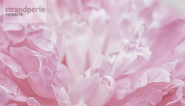 Weichzeichner  abstrakter floraler Hintergrund  rosa Pfingstrosenblütenblätter. Makro Blumen Kulisse für Urlaub Marke Design