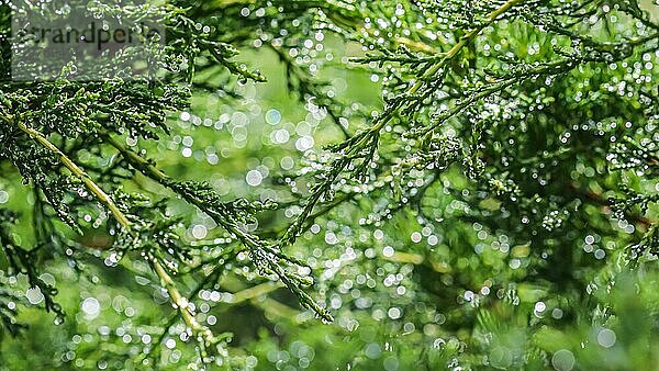Textur  Hintergrund  Muster der grünen Zweige der dekorativen koniferen immergrünen Wacholder mit regen Tropfen. Bokeh mit Lichtreflexion. Natürliche Kulisse