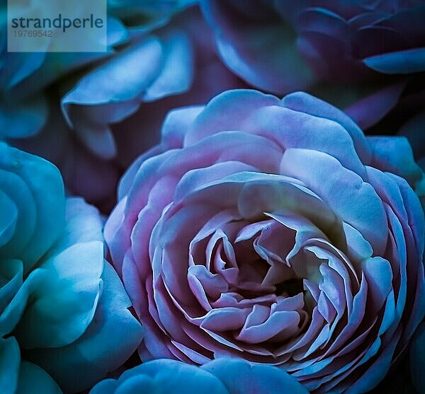 Botanisches Konzept  Hochzeitseinladungskarte  Weichzeichner  abstrakter floraler Hintergrund  blaue Rosen. Makro Blumen Kulisse für Urlaub Marke Design
