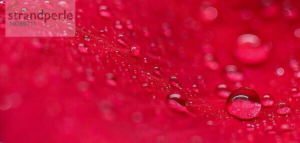 Hintergrund aus roten Rosenblättern mit Tautropfen. Bokeh mit Lichtreflexion. Makro unscharfer natürlicher Hintergrund. Weichzeichner