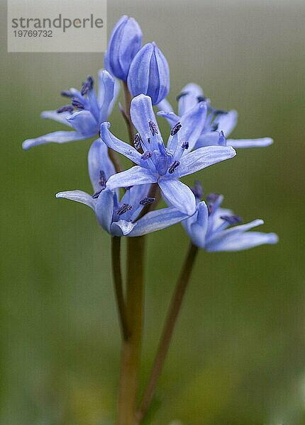 Zweiblättriger Blaustern (Scilla bifolia) . Blaue Frühlingsblume. Nahaufnahme. Makro. Selektiver Fokus. Bokeh