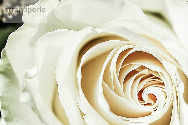 Botanisches Konzept  Einladungskarte  Weichzeichner  abstrakter floraler Hintergrund  weiße Rosenblüte. Makro Blumen Kulisse für Urlaub Marke Design