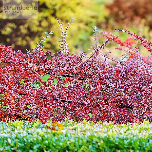 Viele rote Früchte an den Zweigen eines (cotoneaster horizontalis) Strauches im Garten im Herbst. Natürlicher Hintergrund