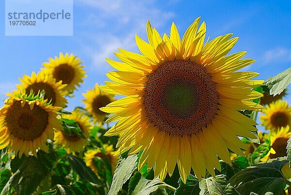 Einzelne leuchtend gelbe Sonnenblume vor einem landwirtschaftlichen Feld mit anderen Sonnenblumen. Nahaufnahme und selektiver Fokus