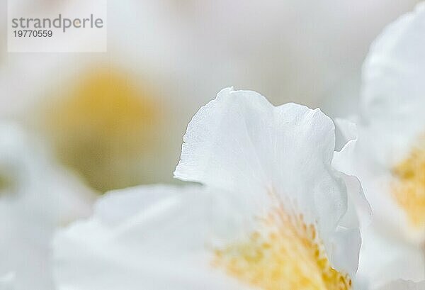 Botanisches Konzept  Weichzeichner  abstrakter floraler Hintergrund  weiße Rhododendron Blütenblätter. Makro Blumen Kulisse für Urlaub Marke Design