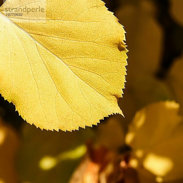 Gelbes Blatt auf dem Hintergrund der gefallenen Blätter im Herbst. Natürlicher Hintergrund