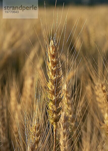 Gerste (Hordeum vulgare) im Sommer. Goldene Ähren der Gerste bei Sonnenaufgang