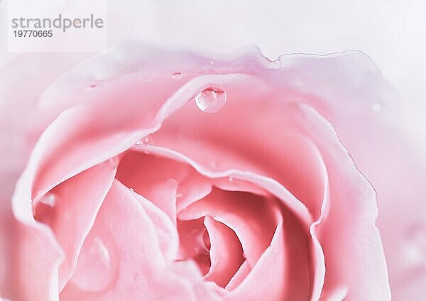 Weichzeichner  abstrakte floralen Hintergrund  rosa Rose Blume. Makro Blumen Kulisse für Urlaub Marke Design