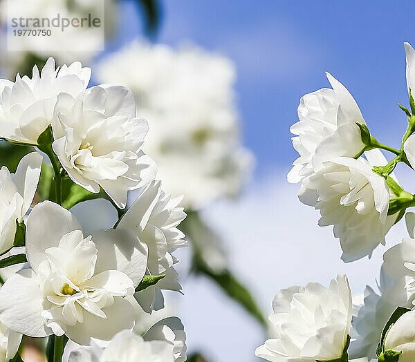 Weichzeichner  abstrakter floraler Hintergrund  weiße Frottee Jasminblütenblätter. Makro Blumen Kulisse für Urlaub Marke Design