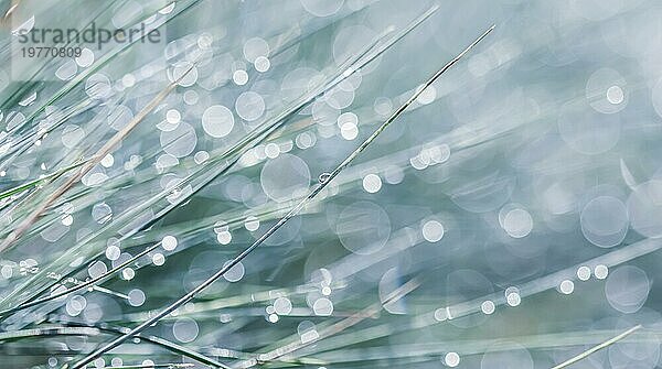 Textur  Hintergrund  Muster von dekorativen Gras Blue Fescue mit regen Tropfen. Bokeh mit Lichtreflexion. Natürliche Kulisse