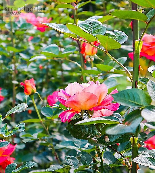 Schöne rote Rosen im Garten an einem sonnigen Tag. Hochsommer
