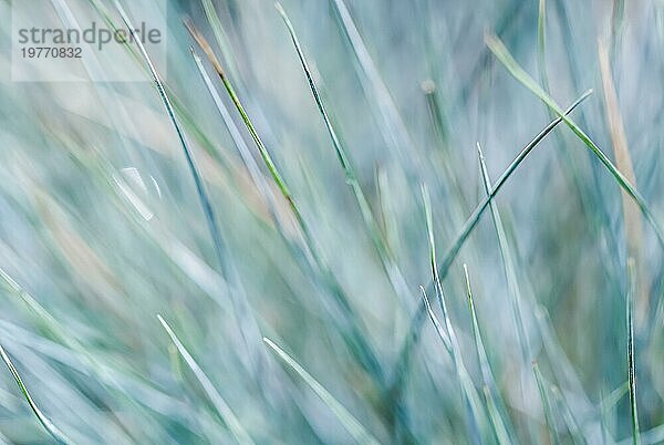 Unscharfer Hintergrund  Textur  Muster von blauem grünem Gras. Extremes Bokeh mit Lichtreflexion. Natürliche Kulisse