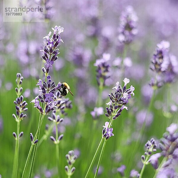 Lila Lavendel Hintergrund mit Arbeitsbiene im Garten. Weichzeichner
