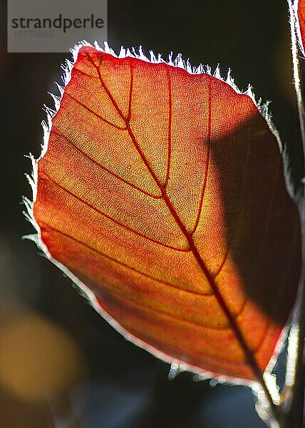 Das Blatt der Rotbuche (Fagus sylvatica purpurea) vordunklem Hintergrund. Nahaufnahme. Contre Jour