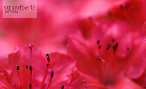 Hintergrund von blühenden roten Azaleenblütenblättern. Weicher Fokus. Blumenkulisse