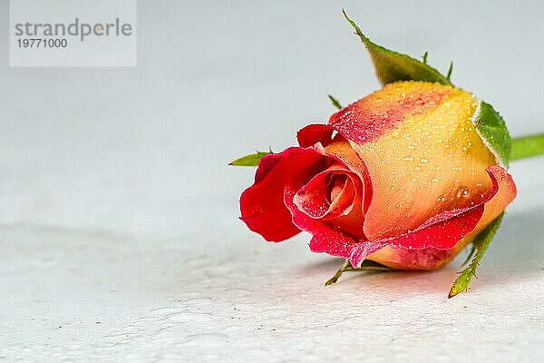 Schöne rote gelbe Rose mit Wassertropfen auf weißem Hintergrund. Weicher Fokus. Romantischer Stil