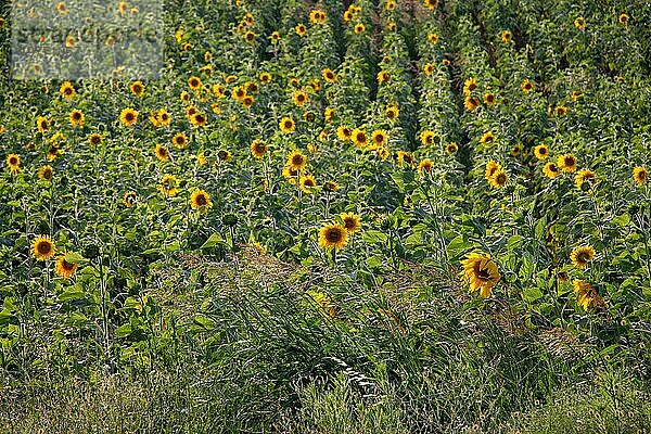 Sonnenblumenfeldlandschaft  Feld blühender Sonnenblumen als natürlicher Hintergrund