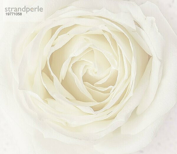 Botanisches Konzept  Hochzeitseinladungskarte  Weichzeichner  abstrakter floraler Hintergrund  weiße Rosenblüte. Makro Blumen Kulisse für Urlaub Marke Design