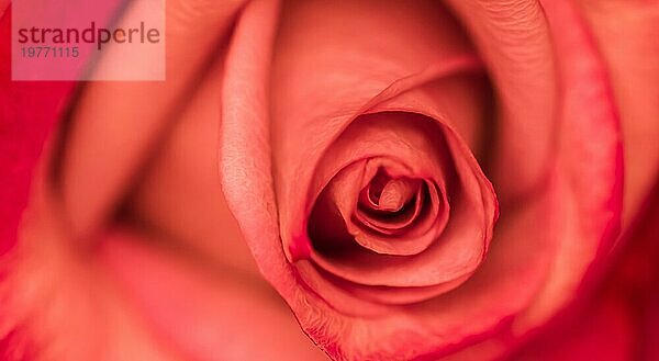 Botanisches Konzept  Hochzeitseinladungskarte  Weichzeichner  abstrakter floraler Hintergrund  rote Rosenblüte. Makro Blumen Kulisse für Urlaub Marke Design