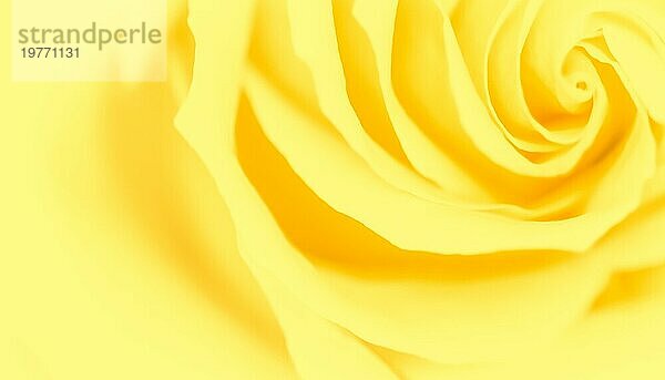 Botanisches Konzept  Hochzeitseinladungskarte  Weichzeichner  abstrakter floraler Hintergrund  gelbe Rosenblüte. Makro Blumen Kulisse für Urlaub Marke Design