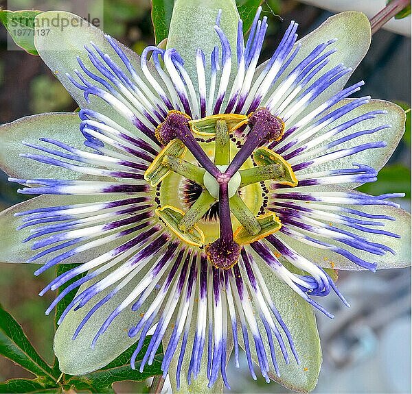 Paßiflora Die Blaue Passionsblume oder Blaue Krone. Selektiver Fokus auf die Blütenteile Fruchtknoten  Narbe  Griffel und Antheren