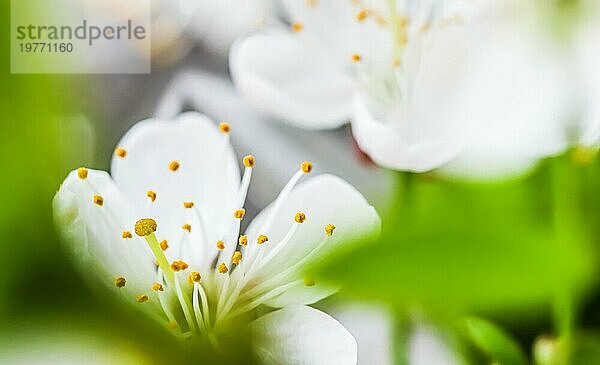 Hintergrund aus weißen Blüten von Kirsche oder Pflaume mit grünen Blättern im Frühlingsgarten. Weichzeichner