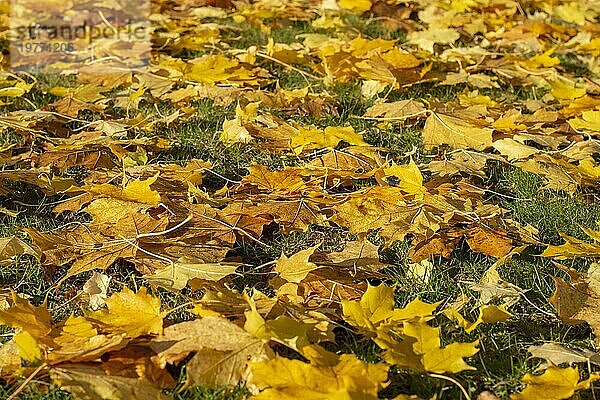 Gefallenes goldenes Herbstlaub des Ahorn (Acer) auf Gras im sonnigen Morgenlicht. Gelbes Laub. Selektiver Fokus