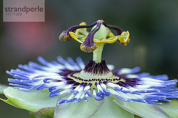 Paßiflora Die Blaue Passionsblume oder Blaue Krone. Selektiver Fokus auf die Blütenteile Fruchtknoten  Narbe  Griffel und Antheren