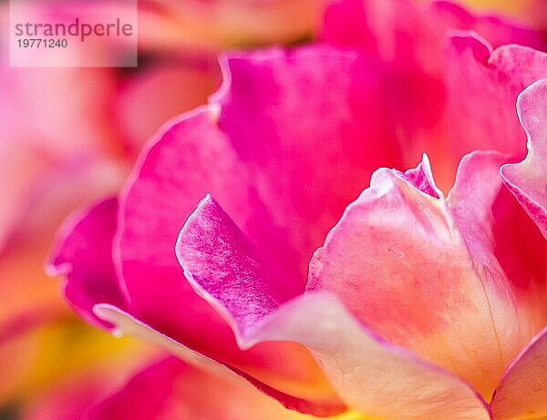 Botanisches Konzept  Einladungskarte  Weichzeichner  abstrakter floraler Hintergrund  rosa gelbe Rosenblüte. Makro Blumen Kulisse für Urlaub Marke Design