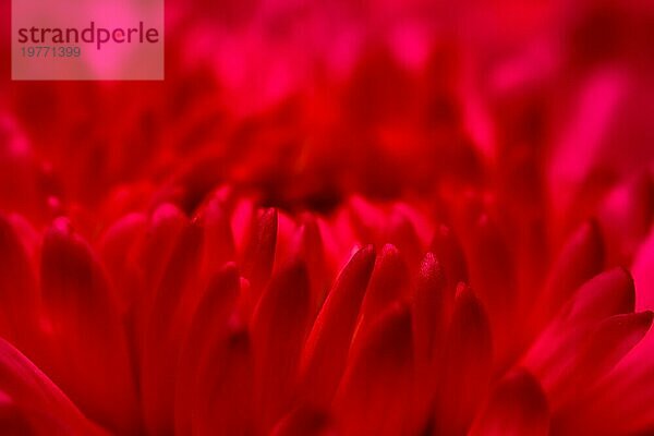 Abstrakte floralen Hintergrund  rot lila Chrysanthemenblütenblätter. Makro Blumen Hintergrund für Urlaub Design. Weichzeichner