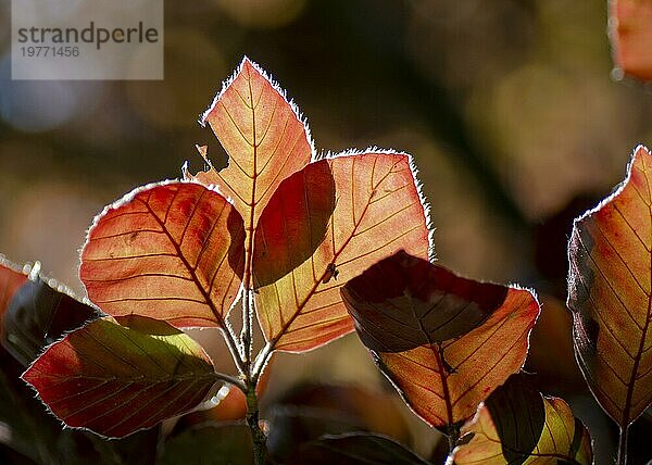 Das Blatt der Rotbuche (Fagus sylvatica purpurea) vordunklem Hintergrund. Nahaufnahme. Contre Jour