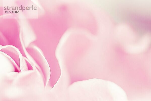 Abstrakte floralen Hintergrund  rosa blass rosa Blütenblätter  Weichzeichner. Makro Blumen Kulisse für Urlaub Marke Design