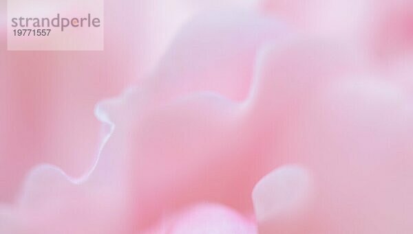 Botanisches Konzept  Hochzeitseinladungskarte  Weichzeichner  abstrakter floraler Hintergrund  rosa Rosenblütenblätter. Makro Blumen Kulisse für Urlaub Marke Design