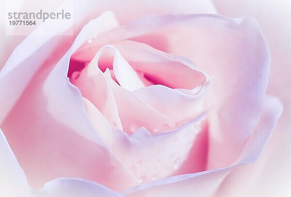 Botanisches Konzept  Hochzeitseinladungskarte  Weichzeichner  abstrakter floraler Hintergrund  rosa weiße Rosenblüte. Makro Blumen Kulisse für Urlaub Marke Design