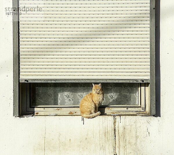 Rothaarige erwachsene Katze sitzt auf einer alten schmutzigen Fensterbank