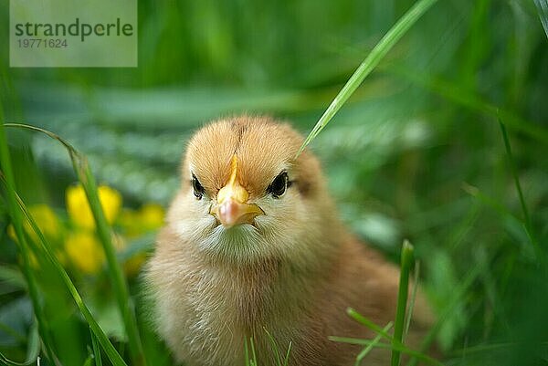 Ein Küken in Bodennähe im Grünen oder im Garten mit geringer Tiefenschärfe