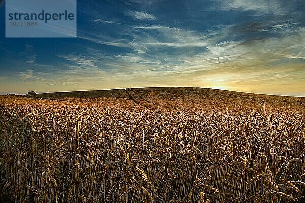 Ein Feld mit reifenden goldenen Weizenähren bei Sonnenuntergang im Gegenlicht der unter den Horizont sinkenden Sonne und einem farbenfrohen orangefarbenen Leuchten am Himmel in einer malerischen Agrarlandschaft