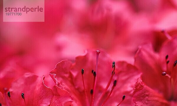 Hintergrund von blühenden roten Azaleenblütenblättern. Weicher Fokus. Blumenkulisse