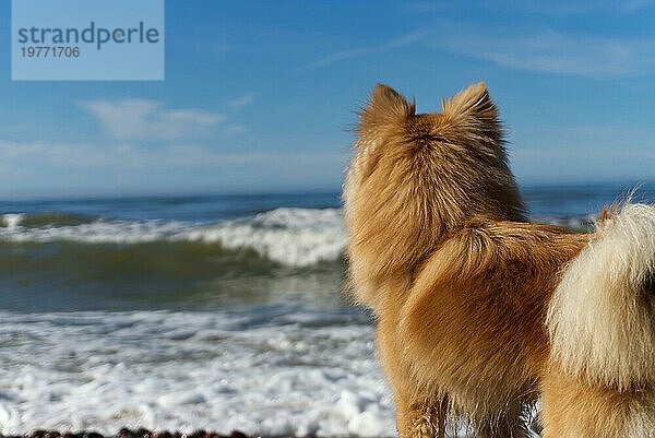 Flauschiger brauner Hund sitzt vor dem Meer und beobachtet die Wellen