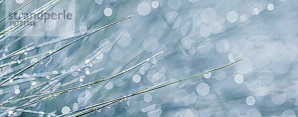 Textur  Hintergrund  Muster der dekorativen Gras Blue Fescue mit regen Tropfen. Bokeh mit Lichtreflexion. Natürliche Kulisse
