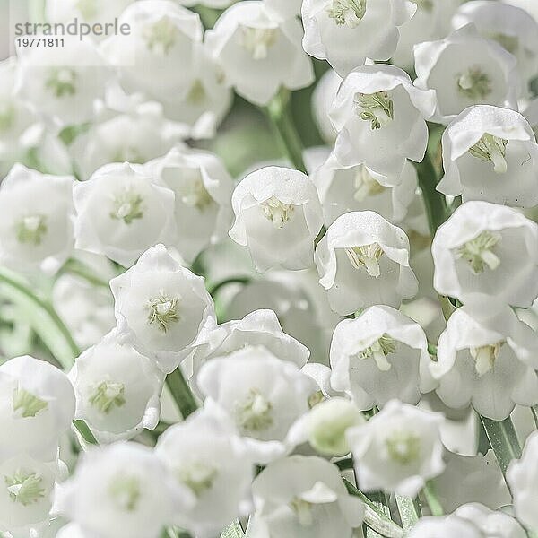 Blühende weiße Maiglöckchenblüten. Natürlicher floraler Hintergrund. Weichzeichner