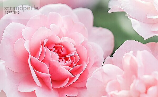 Botanisches Konzept  Hochzeitseinladungskarte  Weichzeichner  abstrakter floraler Hintergrund  rosa Rosenblütenblätter. Makro Blumen Kulisse für Urlaub Design